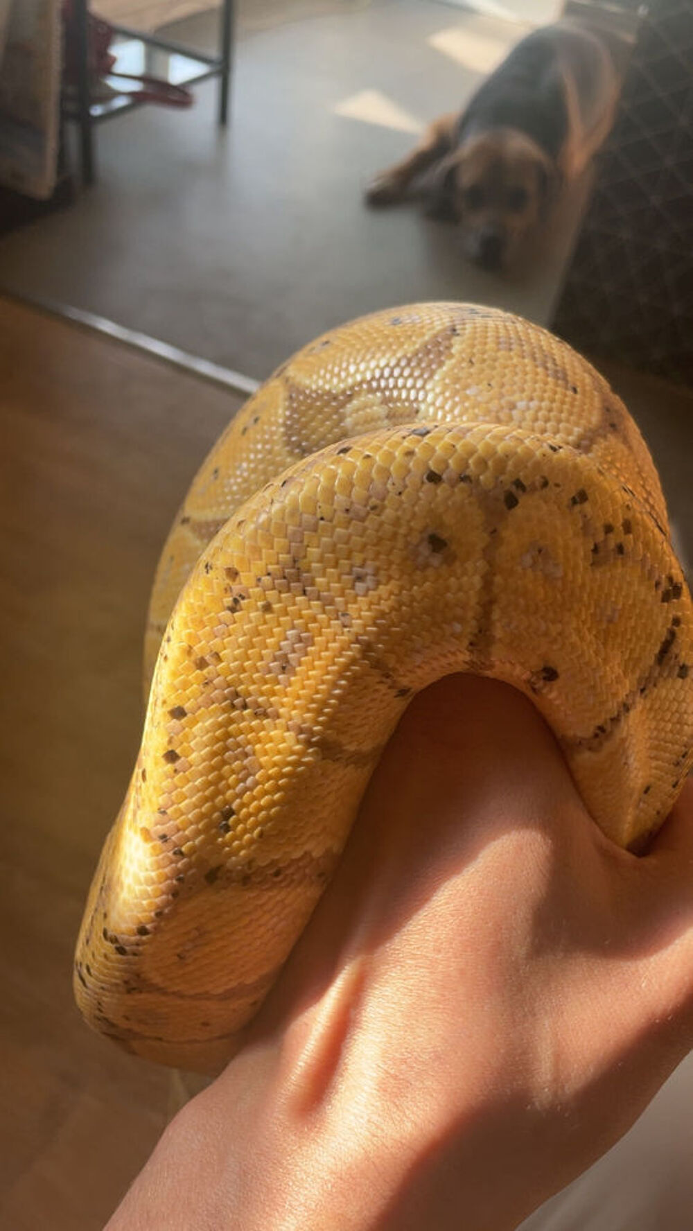 python regius Sports