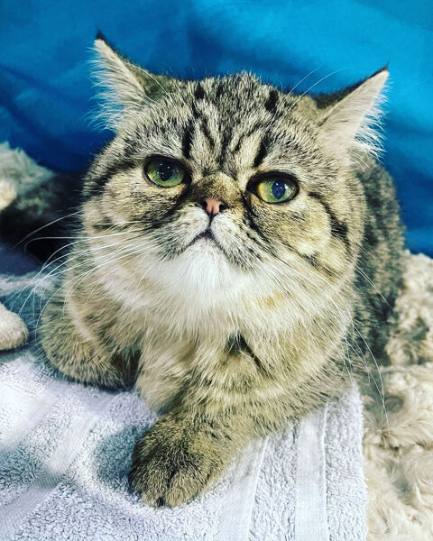 CHAT EXOTIC RETRAITES DISPONIBLES 300 93300 Aubervilliers