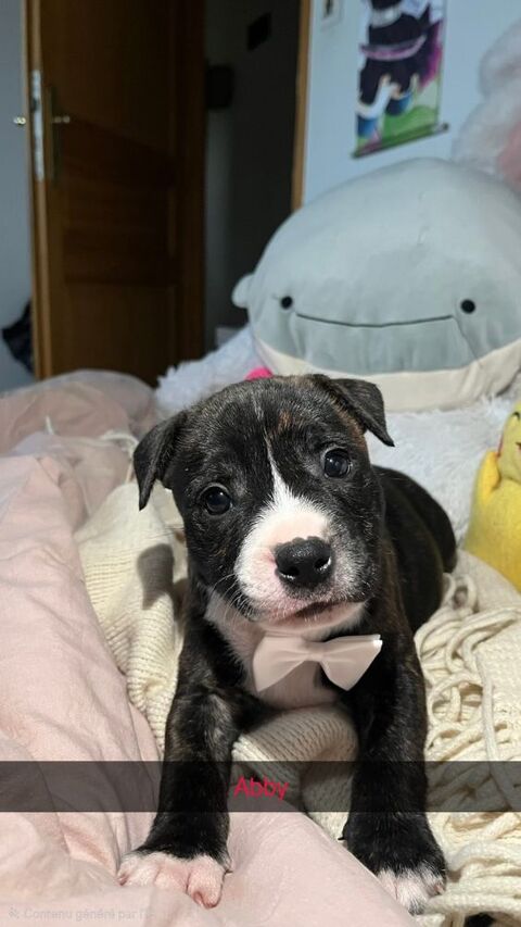 Staffie 1400 88140 Auzainvilliers