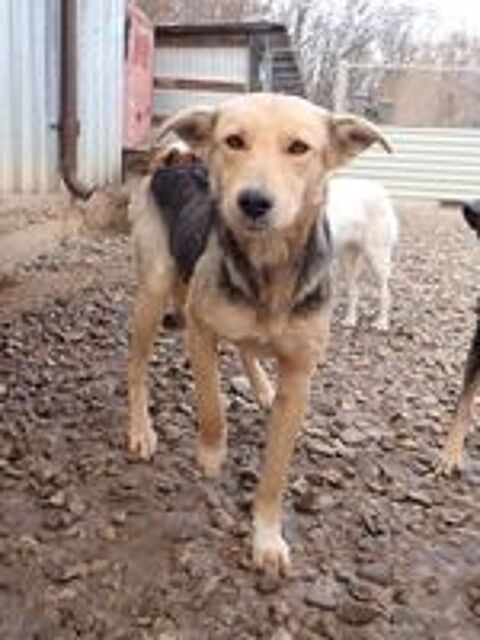  Najua à l'adoption 