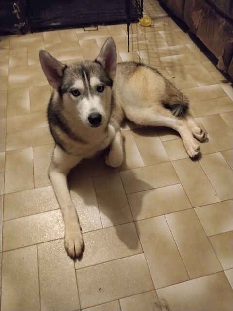 husky femelle 600 10180 Saint-ly�