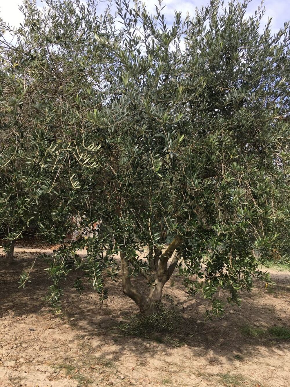 Arbres d'Oliviers - Roquemaure 30150 Jardin