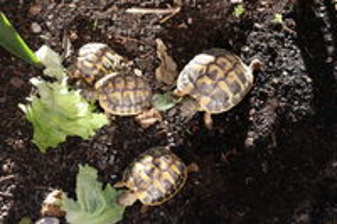   Tortues de terre 