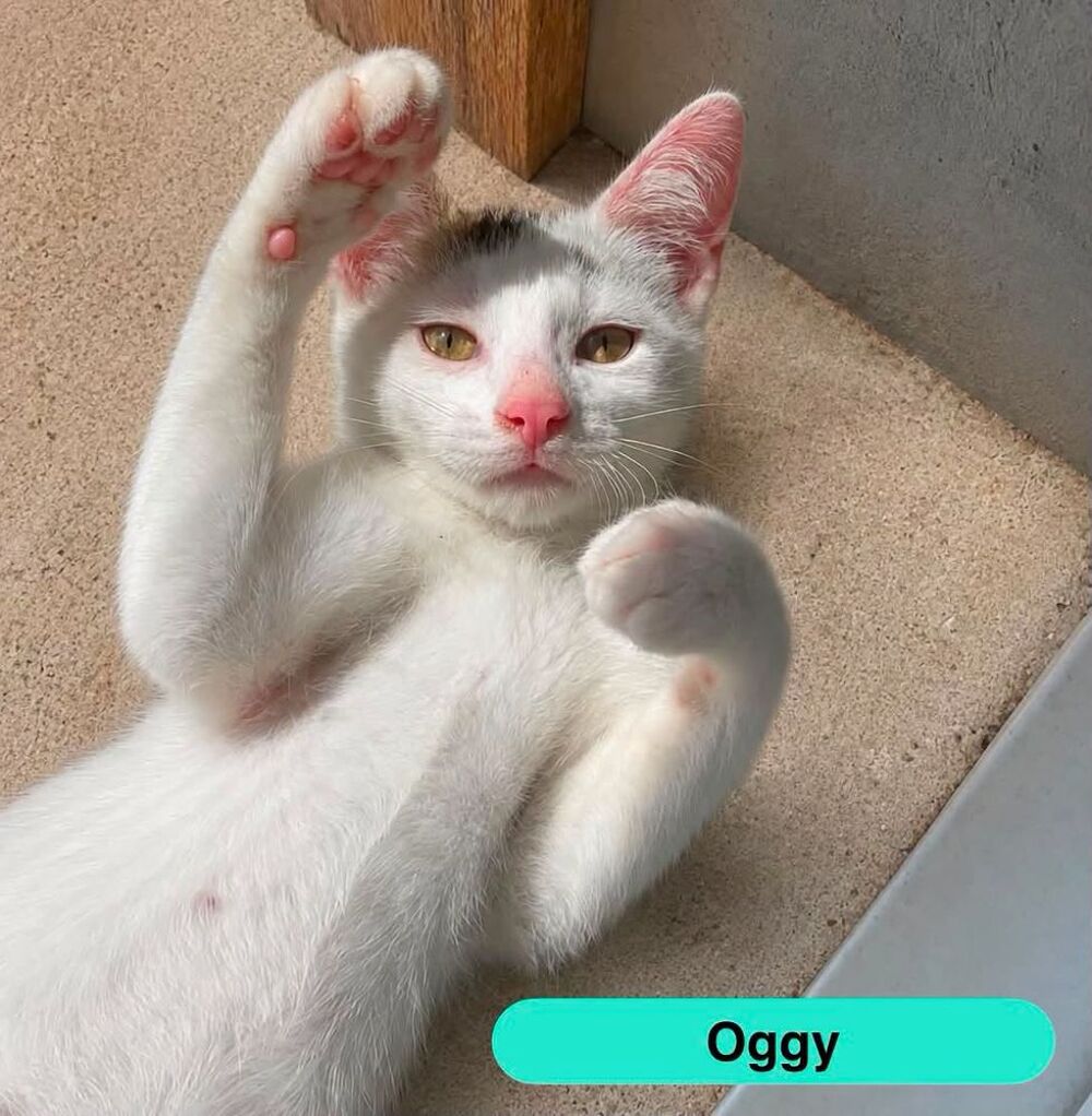   Oggy, chat blanc à adopter 