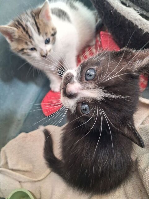deux bebes chat trouv&eacute; 0 83860 Nans-les-pins