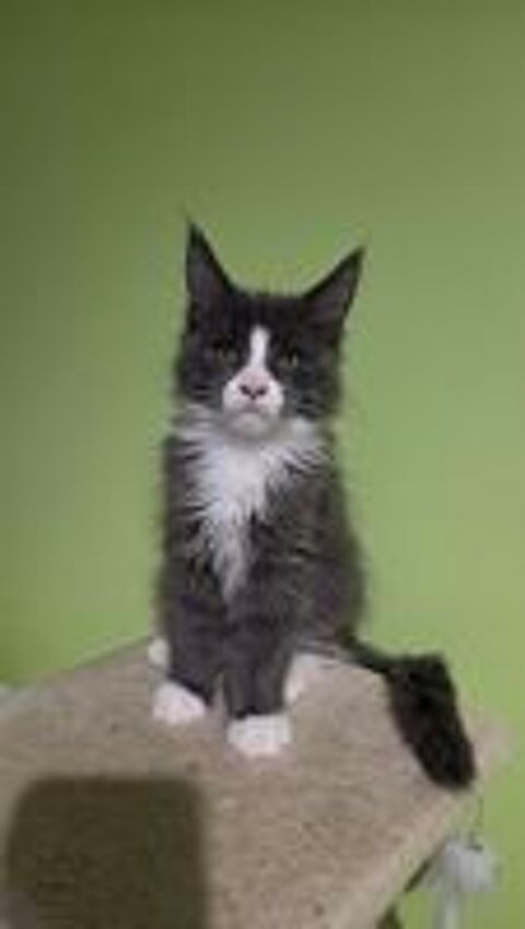   Chatons Maine Coon LOOF 