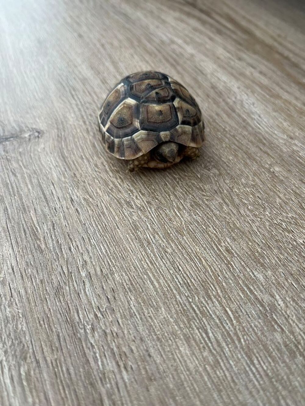   Tortue 