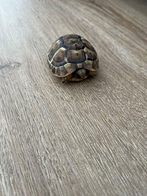 Tortue 80 44220 Couëron