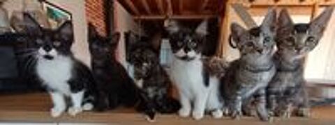   Chatons croisé maine coon  