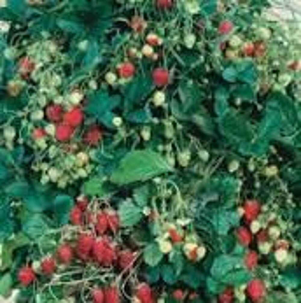 10 plants de fraisiers garriguette Jardin