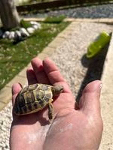   tortue 2025 