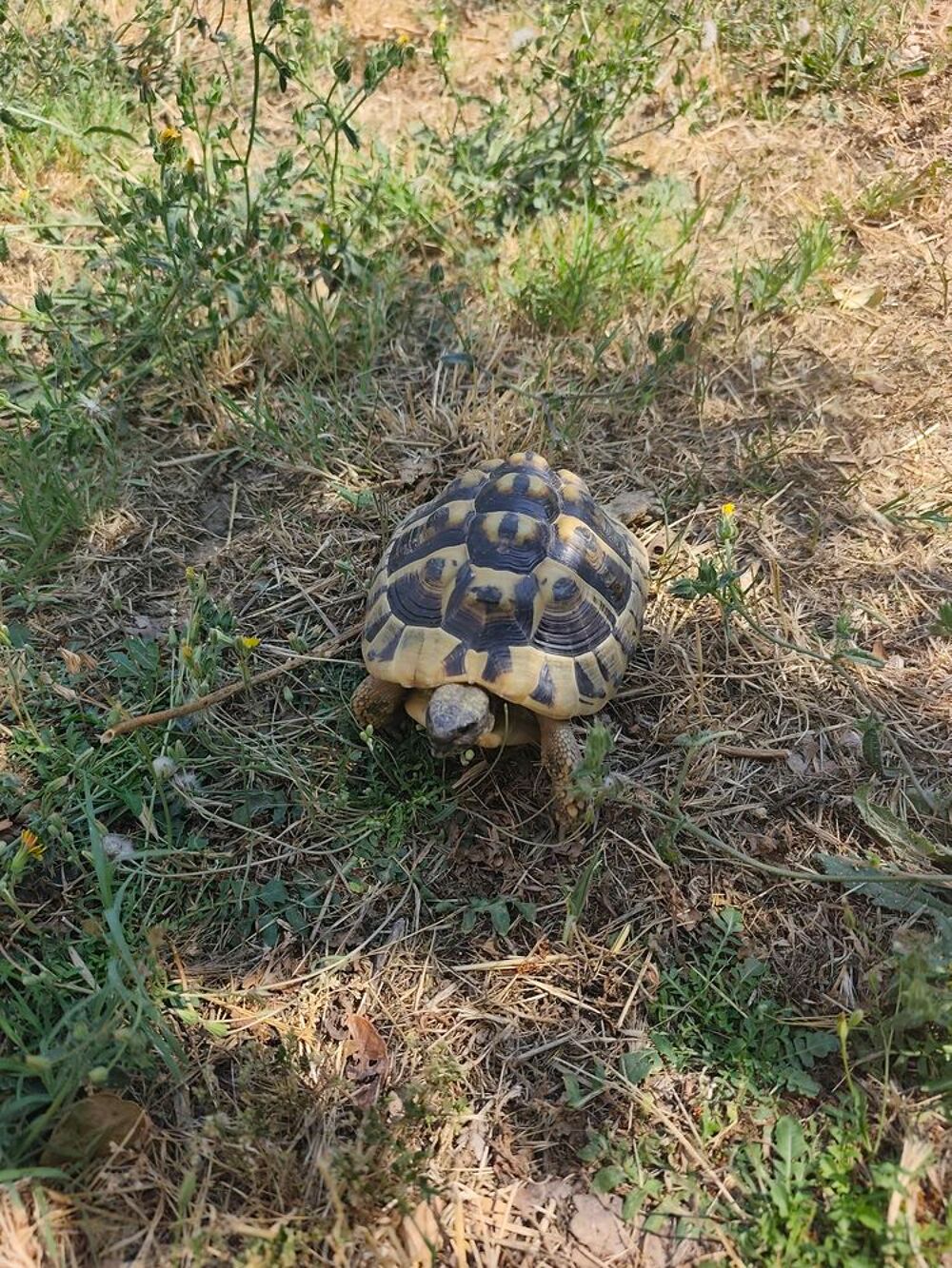   Tortue de terre femelles  