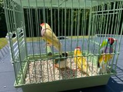   Diamants de Gould 