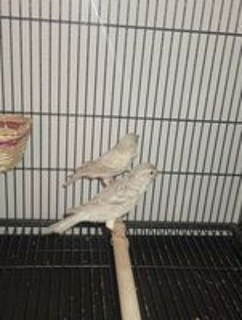   Canari  