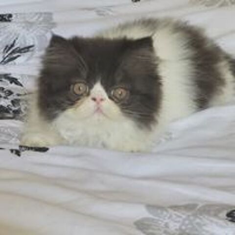   Chaton  persan loof  