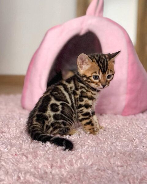 Des jolies mignons chatons Bengale  325 78110 Le vésinet