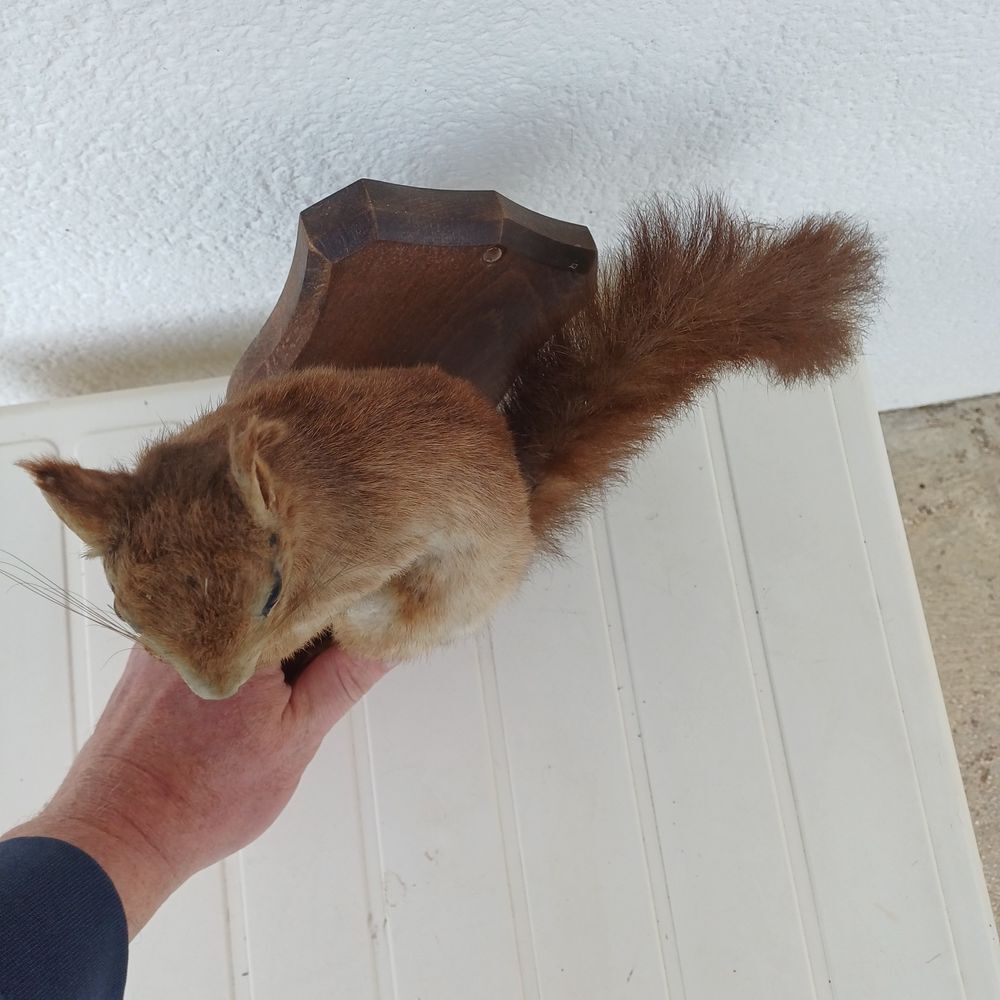 taxidermie ampaille &eacute;cureuil Décoration