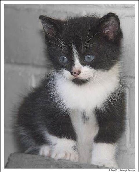 MAGNIFIQUES CHATONS HABITUES AUX ENFANTS  0 93140 Bondy