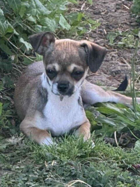 Superbes chiots chihuahua mâles LOF Poils Courts 2000 89160 Ancy-le-franc