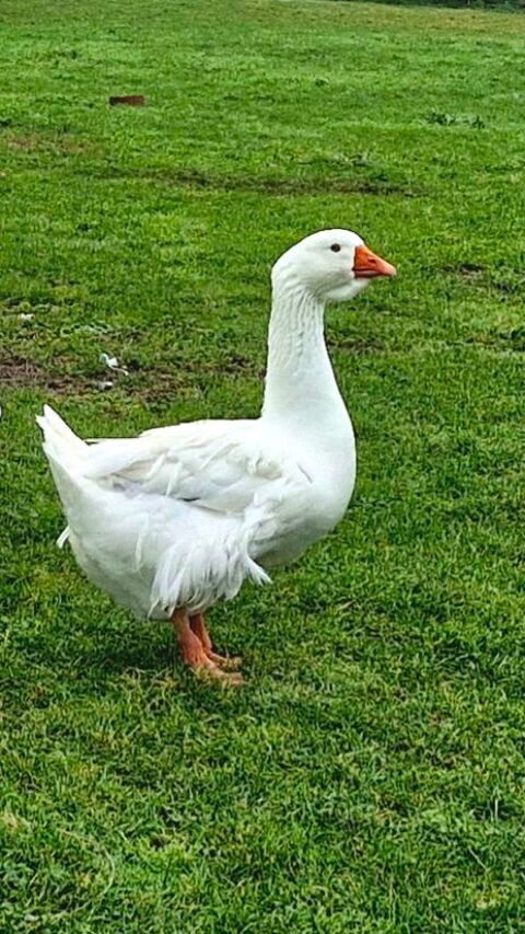 Jars 30 44350 Gu�rande