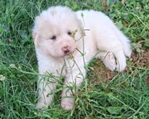   chiot montagne des Pyrénées (appelé Patou) 