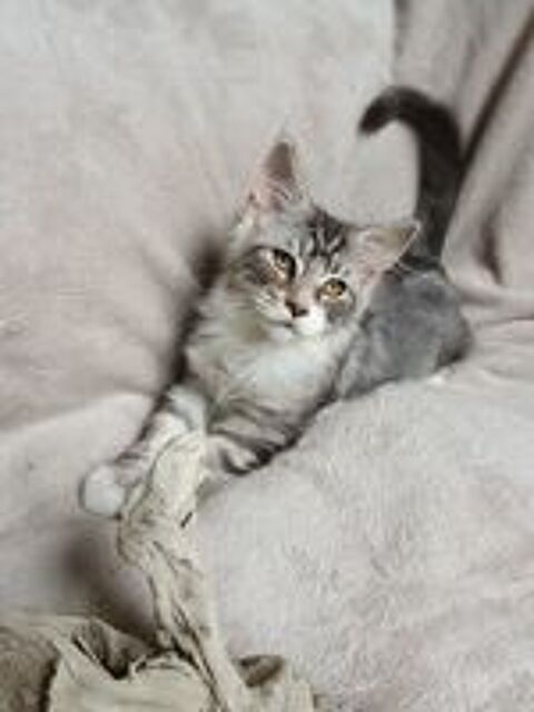   Chatons Maine coon loof  
