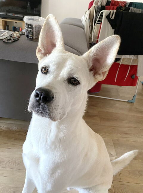 Pongo est &agrave; l'adoption! 0 34000 Montpellier