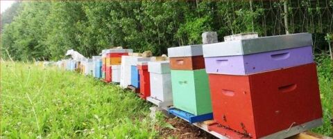 Formation en Apiculture abeilles ruches  76690 Saint-georges-sur-fontaine