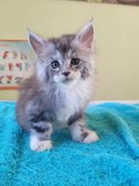   Maine coon  