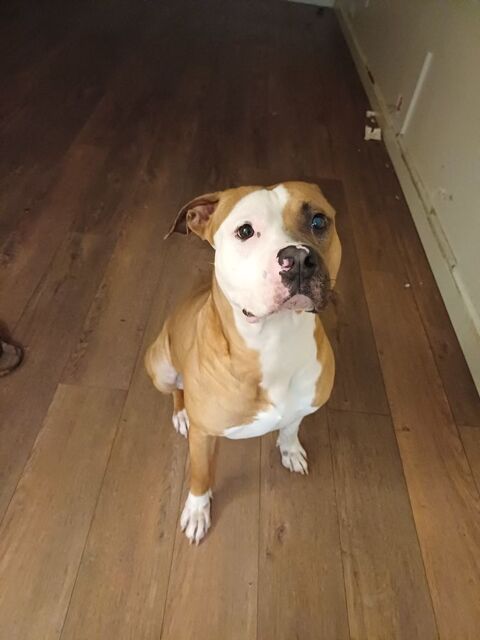 Staffordshire Bull Terrier 0 95130 Franconville