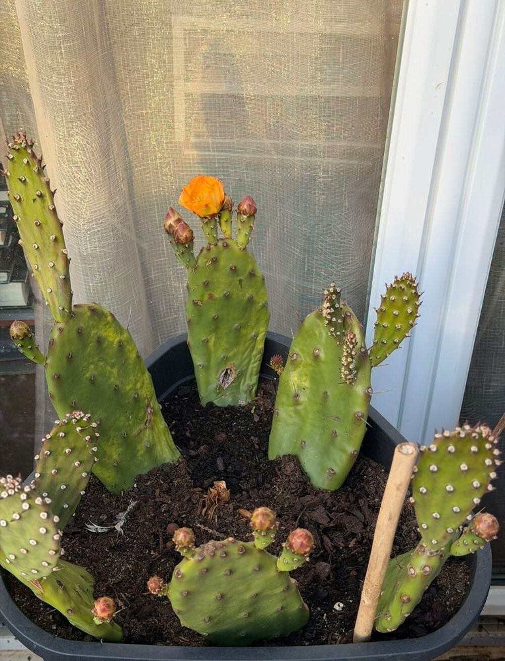 Raquette d'Opuntia elata &agrave; fleurs oranges Jardin