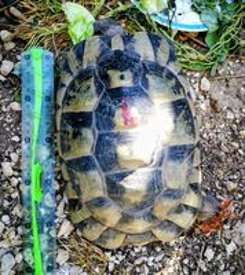   Femelle tortue ibera  