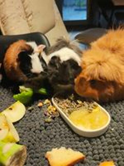   Cochon d'Inde  peruvien  