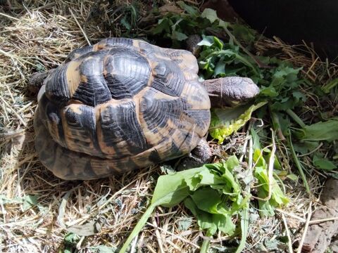  tortue de terre  femelle graecas superbe 450 34000 Montpellier