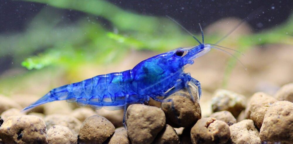   Crevettes d'aquarium blue velvet 