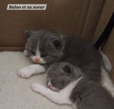  Beau chaton british shorthair Loof bleu et blanc à  réserver 