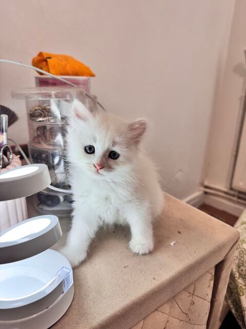 Adorables chatons disponibles 900 78711 Mantes-la-ville