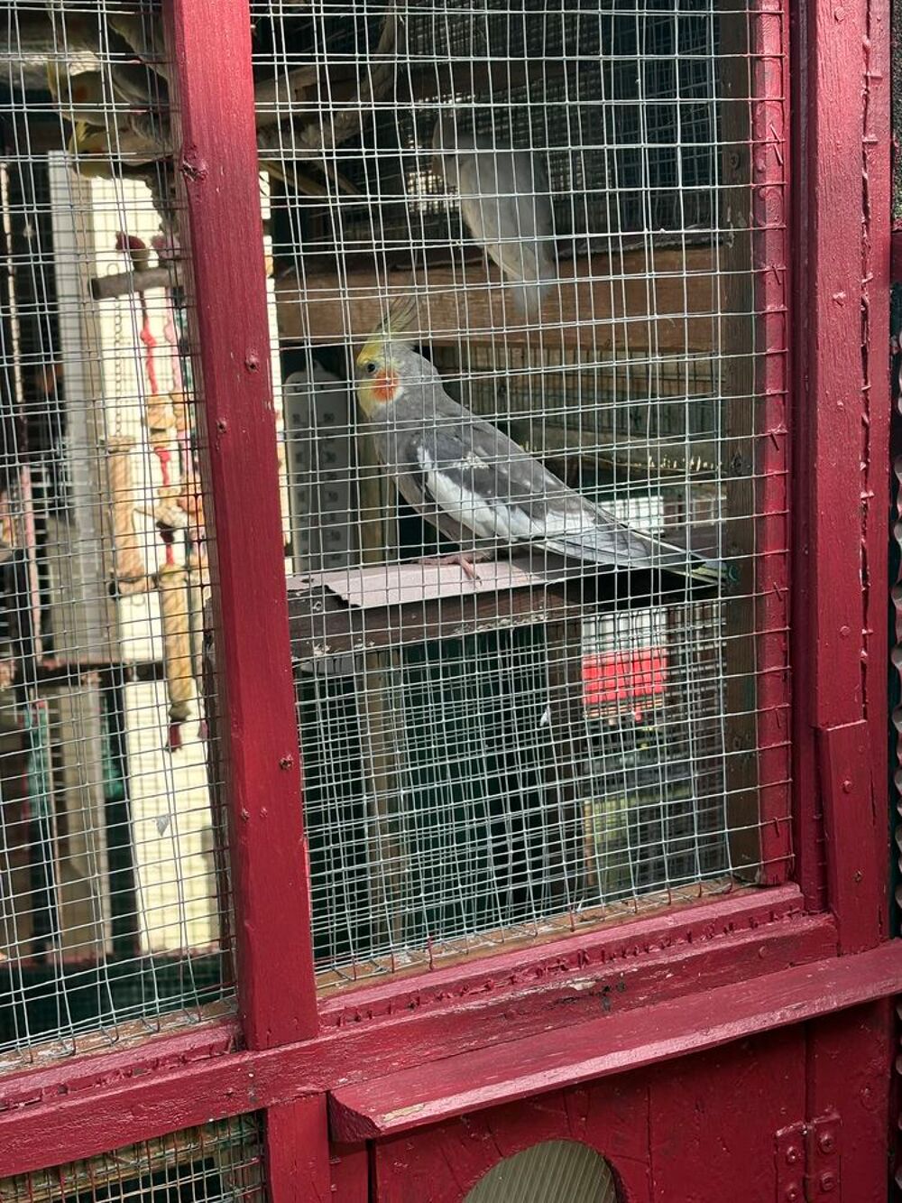   oiseaux caloptiste plusieurs mutation 