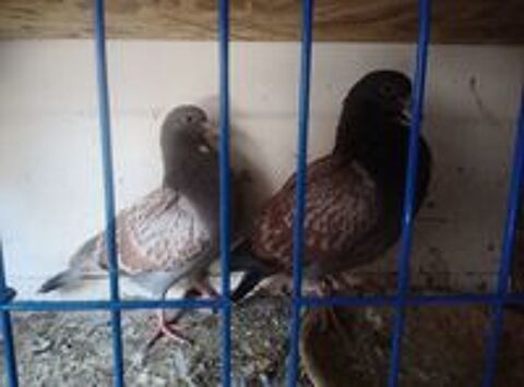   A rserver pigeons cauchois 
Et sottobanca  