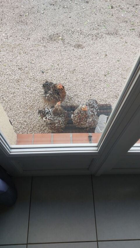 Don 3 poules naines bantam de Pekin 0 13180 Gignac-la-nerthe