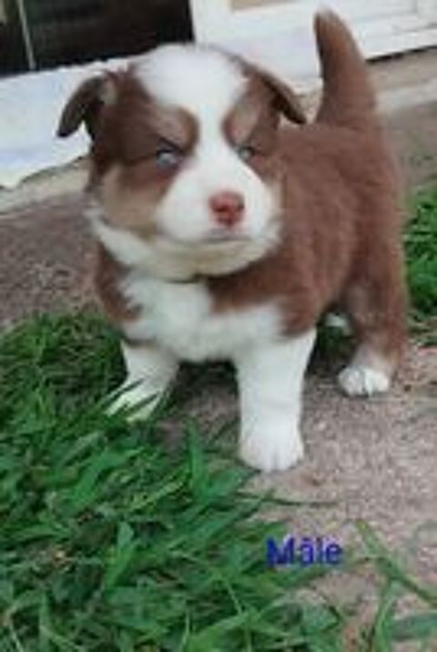   Magnifiques pomsky  