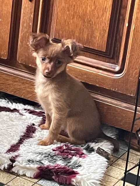 petit chien russe poils long 1 m&acirc;le  disponible LOF 1800 14500 Campagnolles