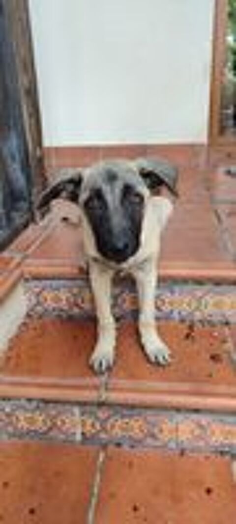   TACA 🩷 Chiot femelle. Une petite merveille à adopter !  