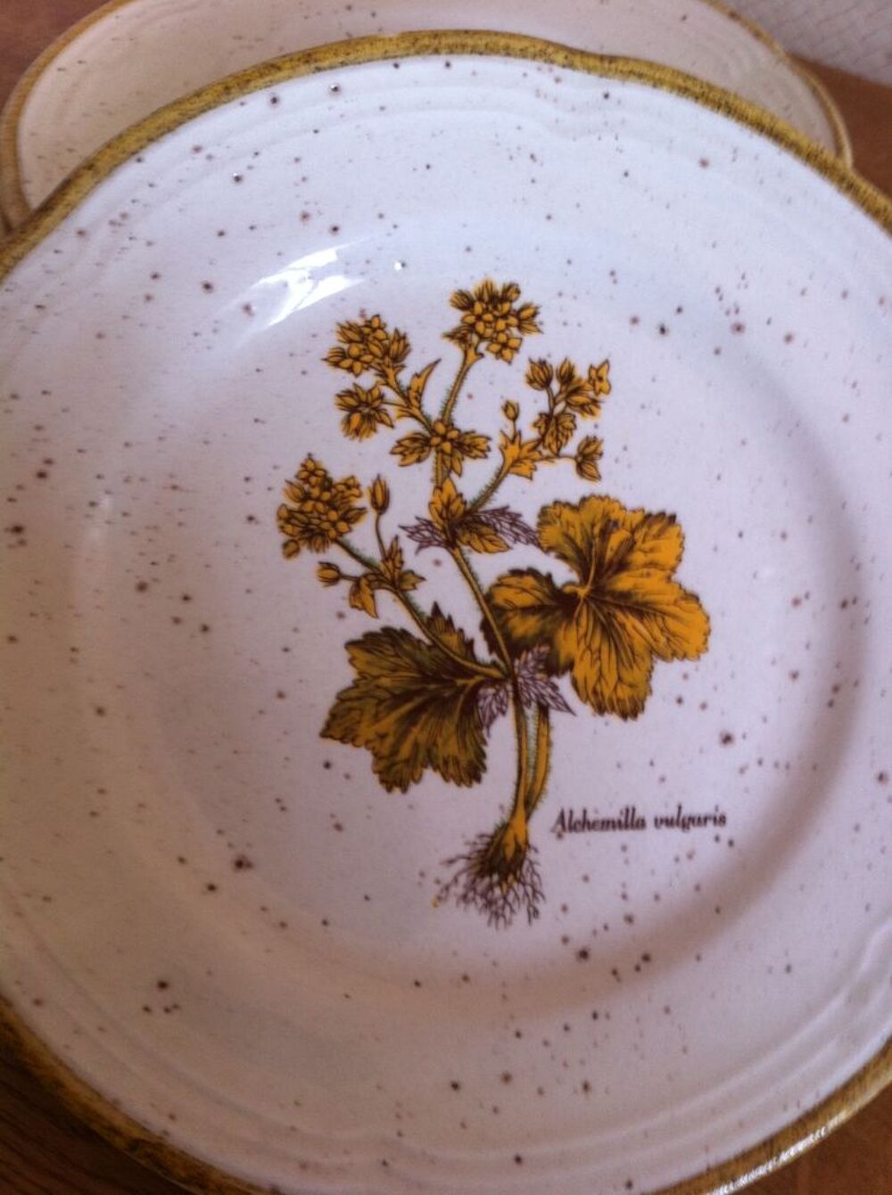 5 assiettes &agrave; dessert alchemilla vulgaris (2406)
Cuisine
