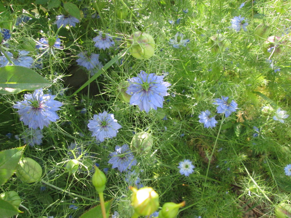 Graines de Nigelle de Damas , tr&egrave;s joli fleur bleue , a seme Jardin