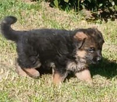   CHIOT BERGER ALLEMAND LOF  