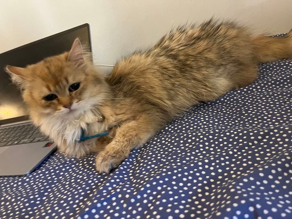 Vente Autre chat pure race british longhair Nice
