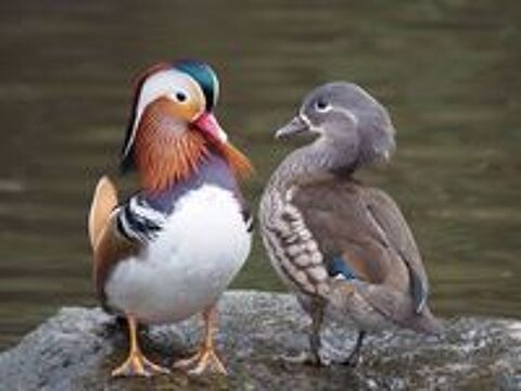   COUPLE DE MANDARIN  