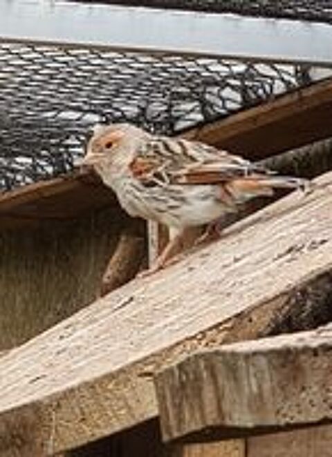   Couple canari  