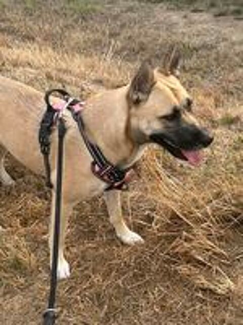   Donne chienne malinoise croiser husky 